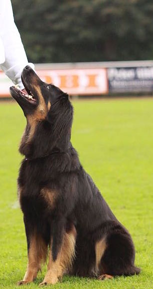 Schwenninger Hundesportler wieder erfolgreich unterwegs